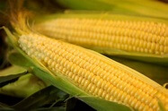 Corn